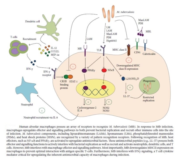 Immune responses developed by the host to combat the infectious agent ...