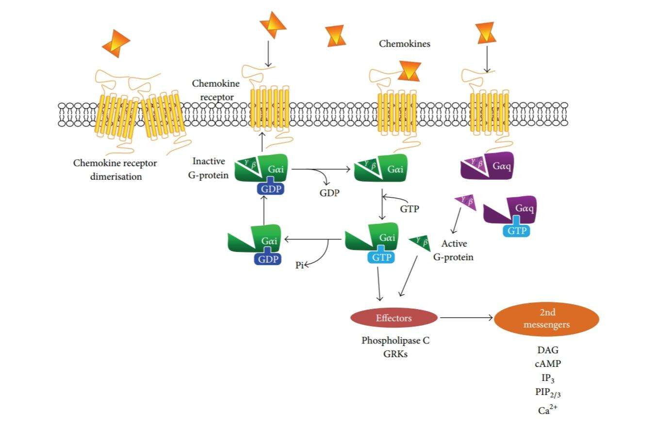 The role of G-protein coupled chemokine receptors in HIV and ...