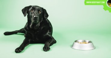 How to keep the dog from eating cat food - Nerdynaut