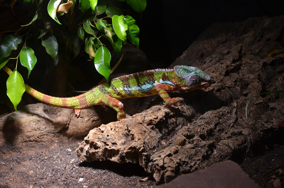 Pet Lizard Care and Maintenance Tips from the Pros - Nerdynaut